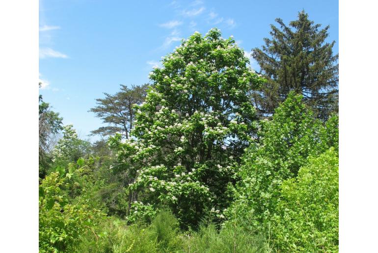 Catalpa speciosa -3154