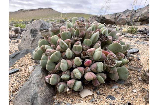 Brown's cheiridopsis