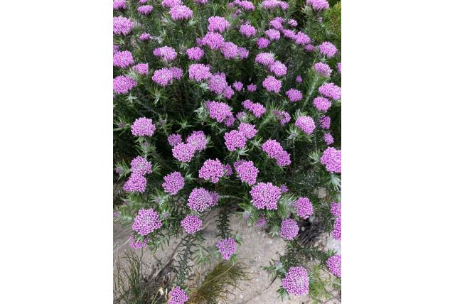 Blozende metalasia Blozende metalasia