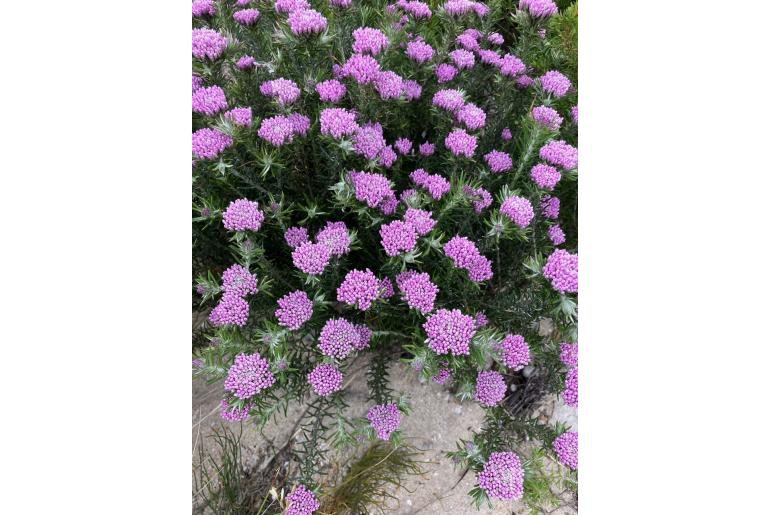 Metalasia erubescens 3167