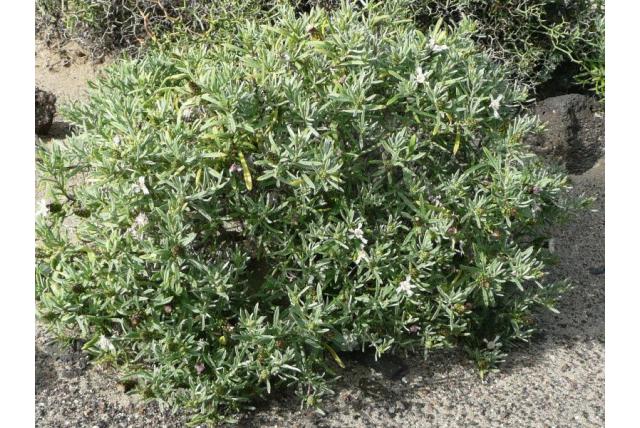 Scrub Atractylis