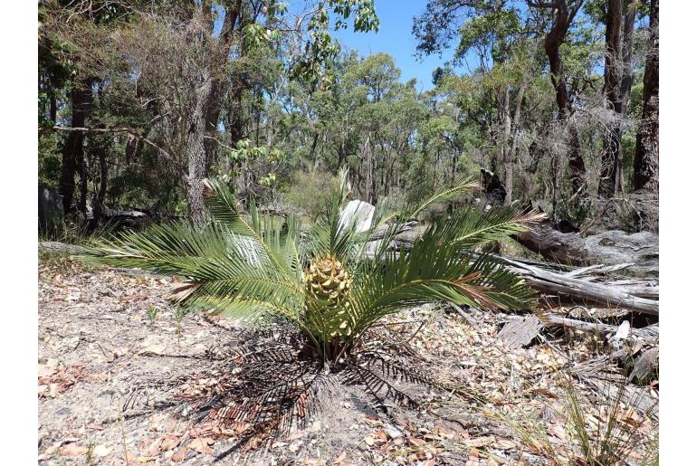 Macrozamia riedlei -3178