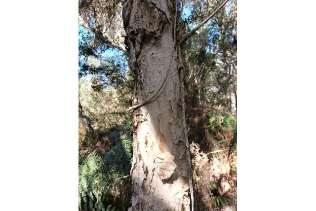 Kleinbladige melaleuca