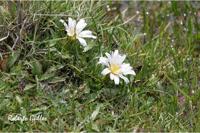 Taraxacum-achtige Hypochaeris