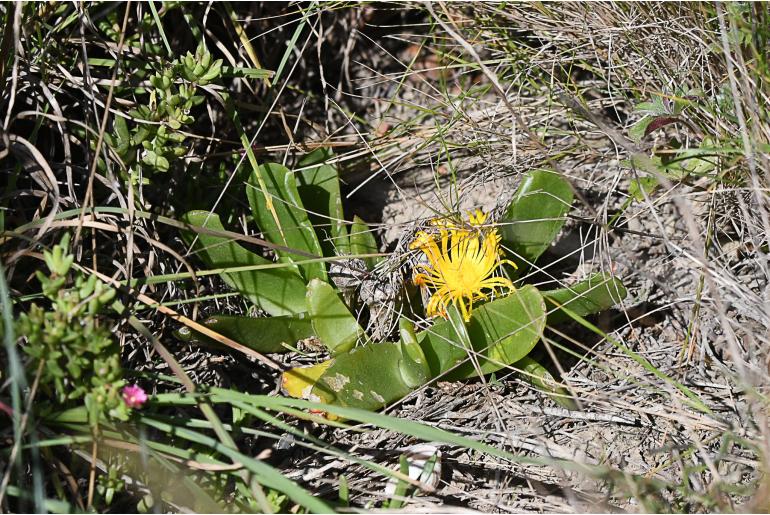 Delosperma imbricatum&nbsp;3190