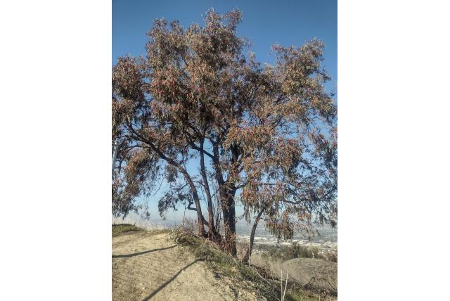 IJzer-hout Eucalyptus