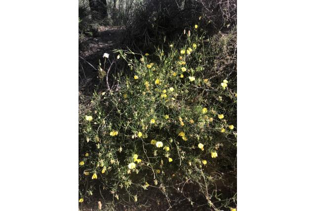 Veelvormige wigerwt Veelvormige wigerwt