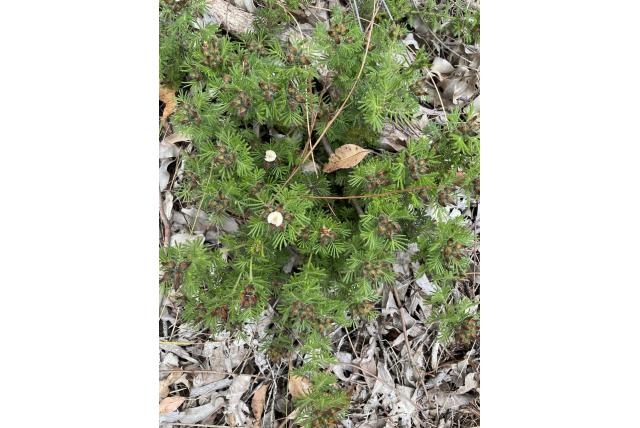 Preiss' wigerwt Preiss' wigerwt