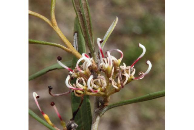 Creekline Grevillea
