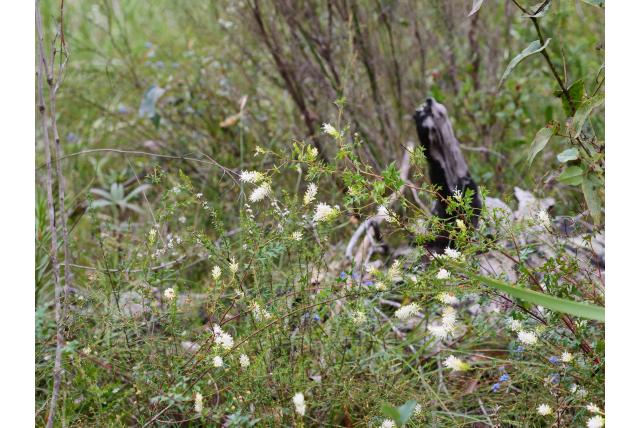 Welriekend Grevillea