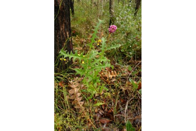 Eikenblad Grevillea