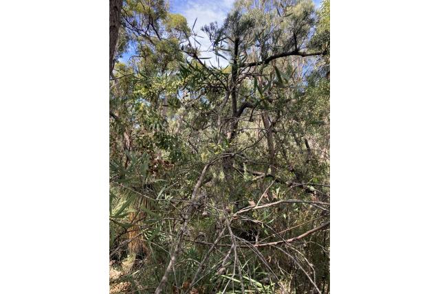 Sikkelvormige hakea Sikkelvormige hakea