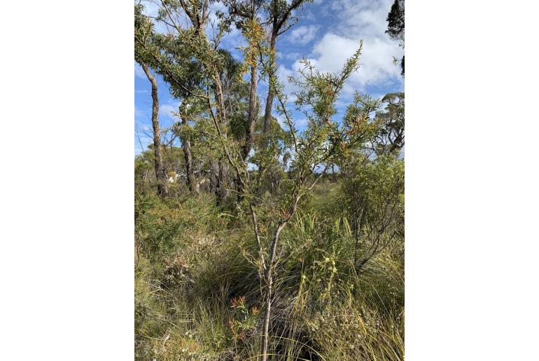 Hakea linearis -3211