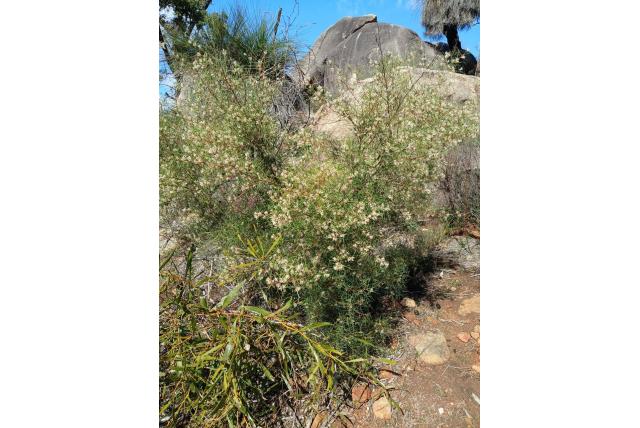 Twee blad Hakea