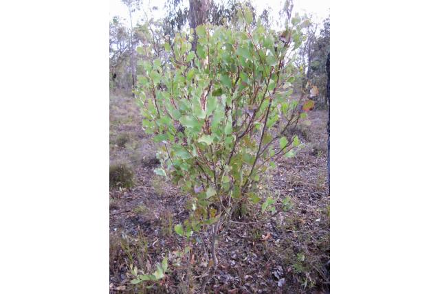 Golvend blad Hakea Golvend blad Hakea