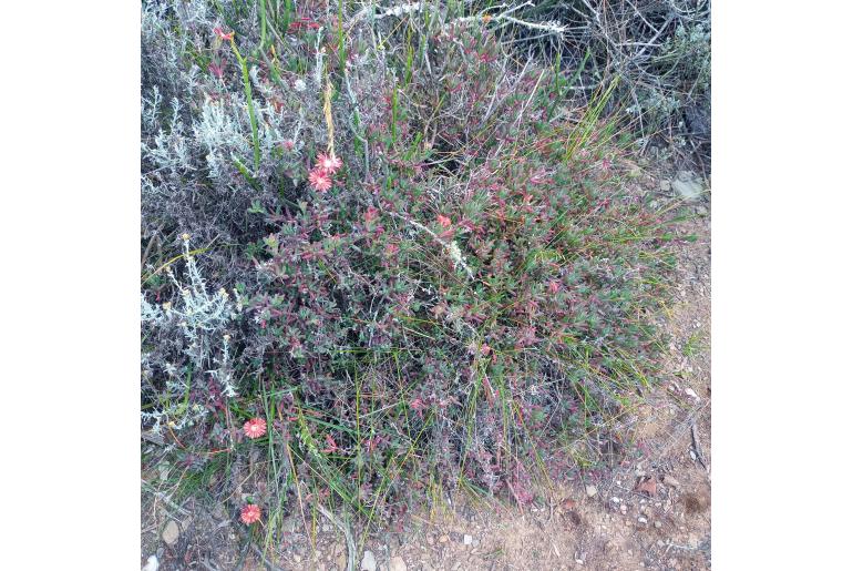 Delosperma inaequale&nbsp;3218