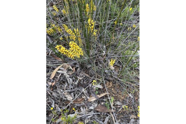 Gemiddelde sphaerolobium