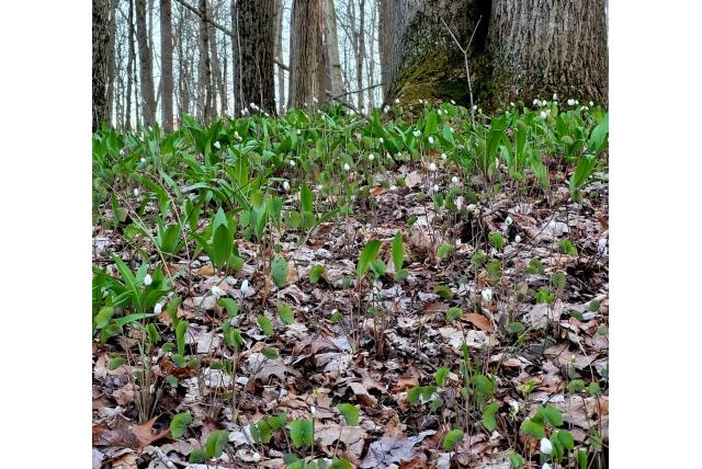 Tweebladige Jeffersonia