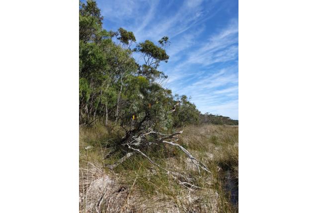 Moeras banksia