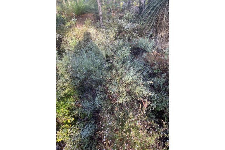 Daviesia preissii -3249