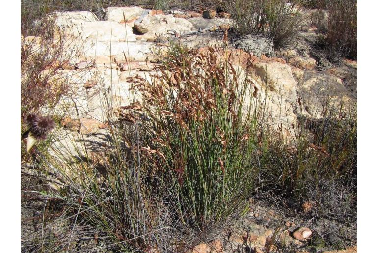 Elegia stokoei&nbsp;3250