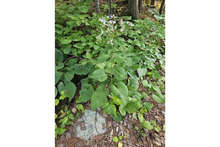 Eurybia macrophylla&nbsp;3251