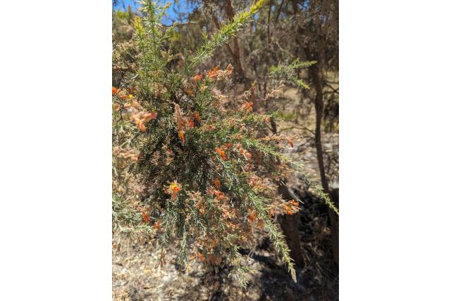 Gevorkte jacksonia Gevorkte jacksonia