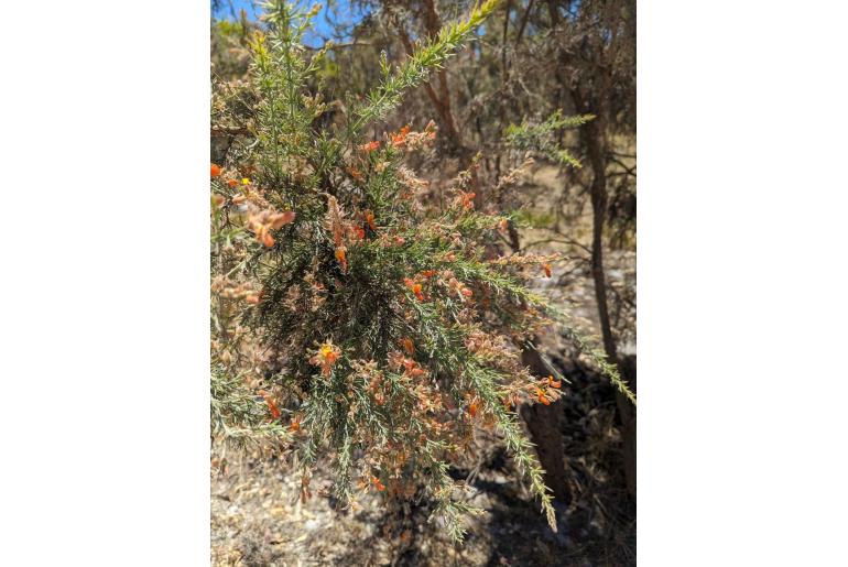 Jacksonia furcellata 3256