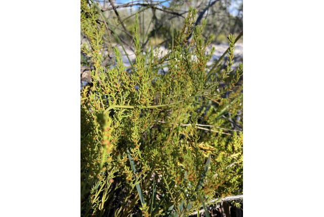 Cunningham's leptomeria