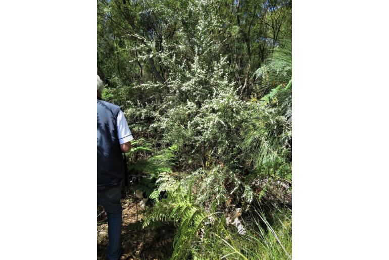 Taxandria linearifolia -3269