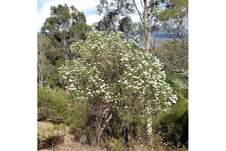 Cassinia trinerva&nbsp;3272