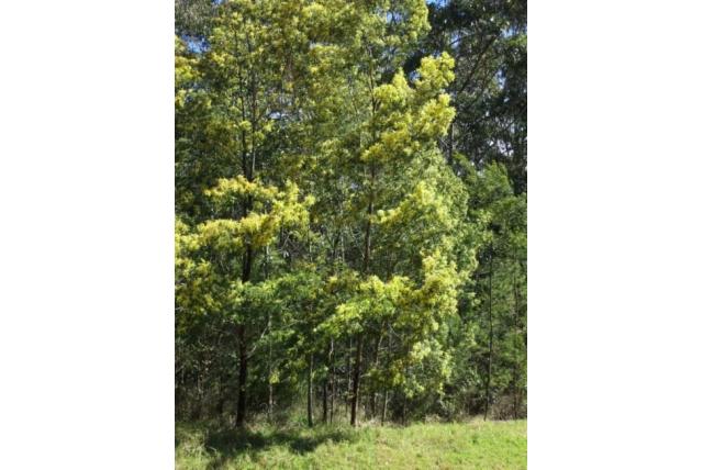 Ruwe schors acacia