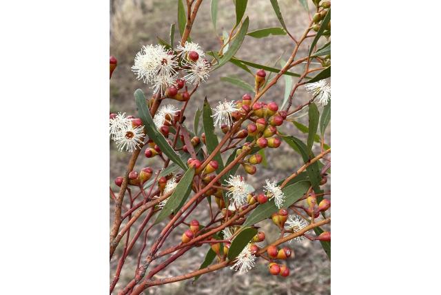 Platte-top Eucalyptus Platte-top Eucalyptus