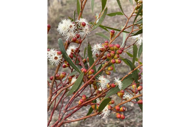 Eucalyptus exigua 3295