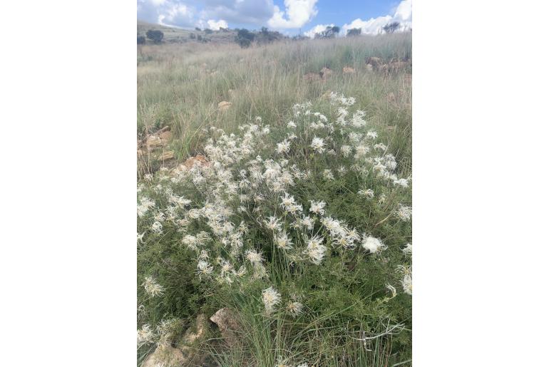 Clematis villosa ssp stanleyi&nbsp;3300