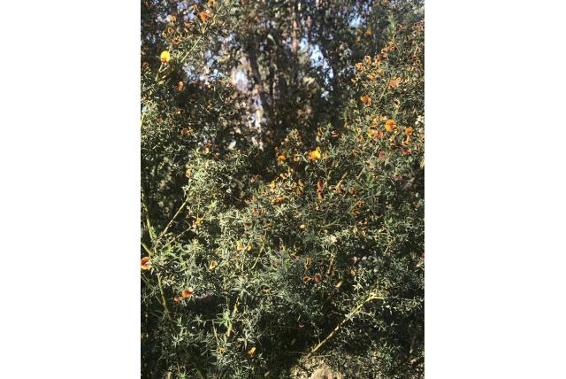 Netvormige pultenaea