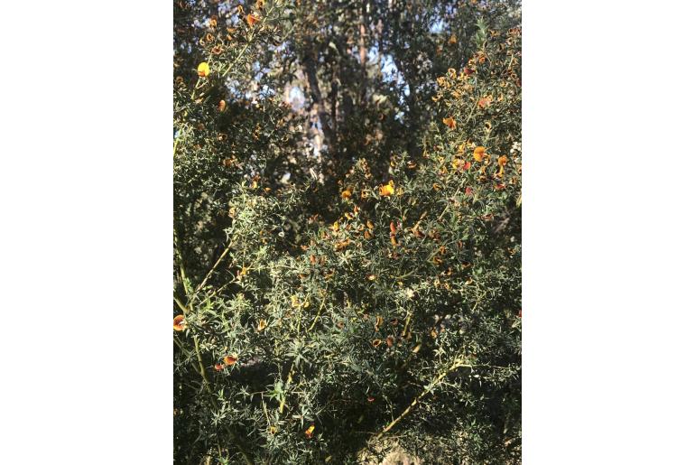Pultenaea reticulata 3304