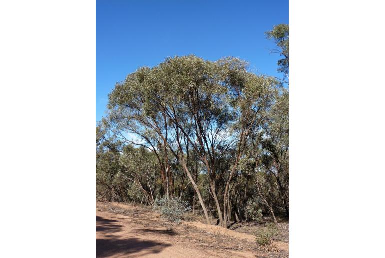 Eucalyptus polybractea -3318