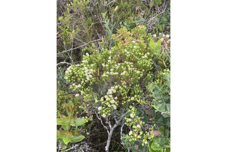 Diosma demissa&nbsp;3319