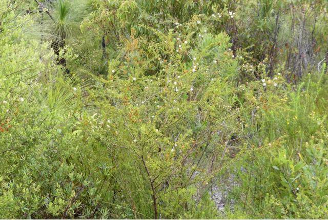 Jeneverbes acacia