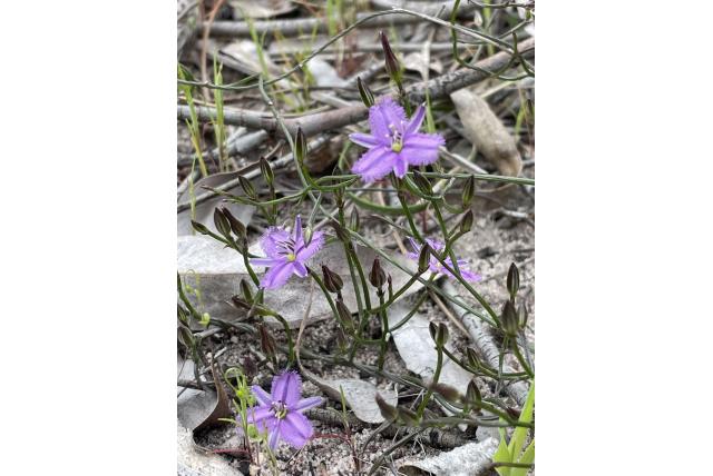 Paterson's thysanotus