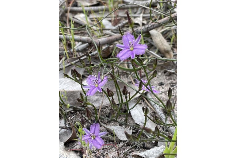 Thysanotus patersonii -3333