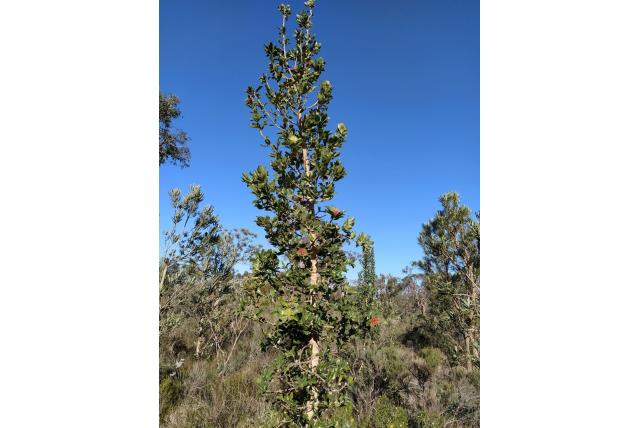 Hulstblad banksia