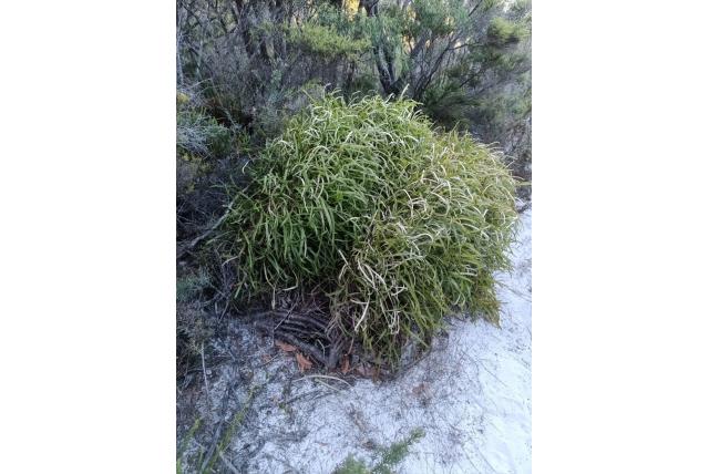Hoofdige conospermum
