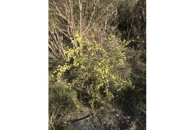 Tijmachtige melaleuca