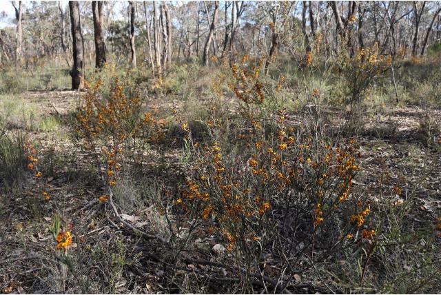Smalbladige daviesia