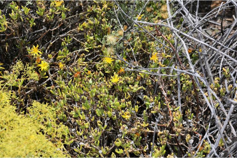 Delosperma acocksii&nbsp;3373