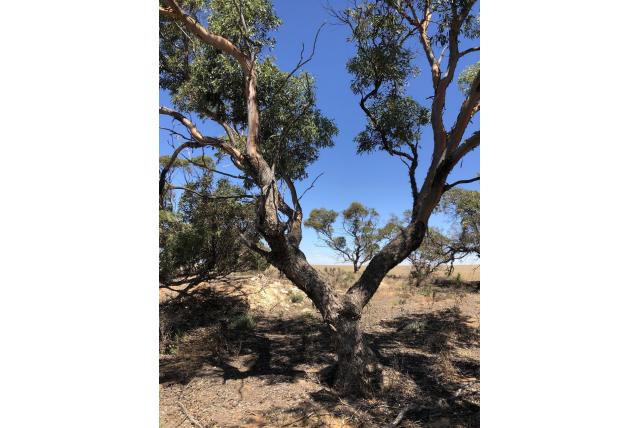 Poreuze helmknop Eucalyptus Poreuze helmknop Eucalyptus