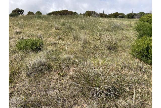 Bundel aristida