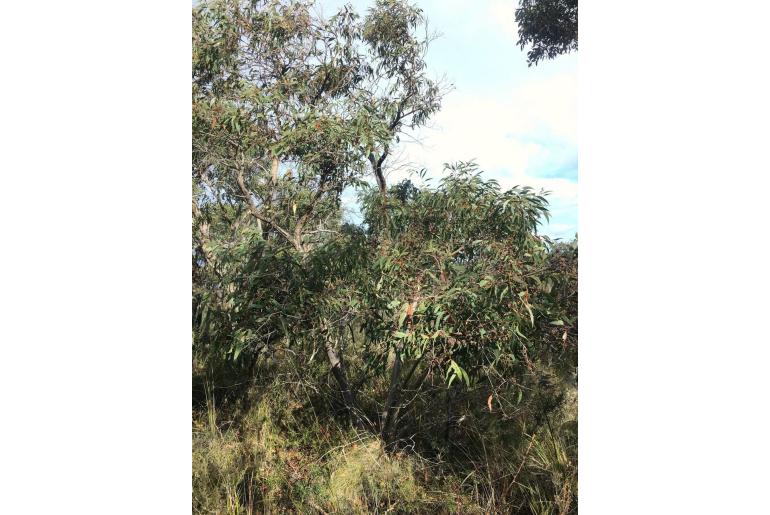 Eucalyptus falciformis 3383